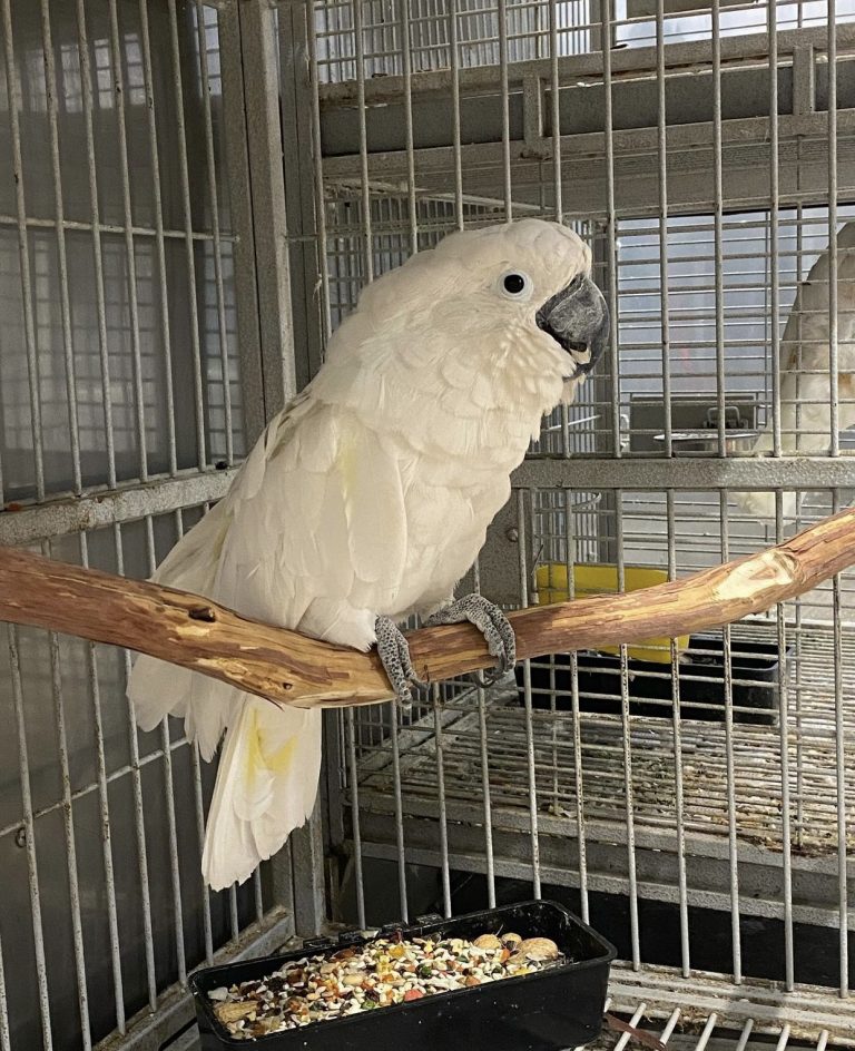 Umbrella Cockatoo For Sale Live Cockatoo Aviary