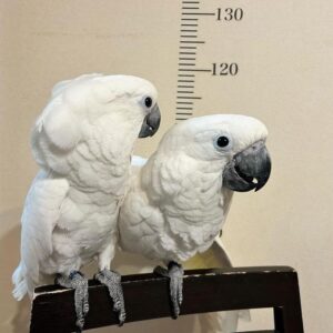 Umbrella cockatoo for sale