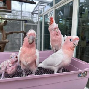 Major Mitchell's Cockatoo for Sale