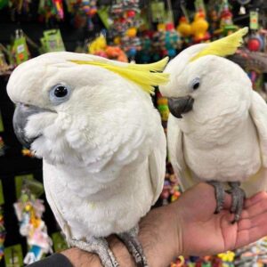 Sulphur-crested Cockatoo for sale