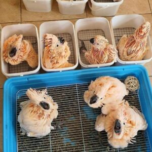 Moluccan Cockatoo for sale