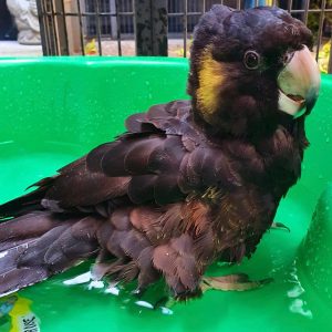 Yellow Tailed Black Cockatoo for Sale