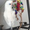 Goffin Cockatoo for sale