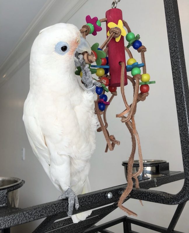 Goffin Cockatoo for sale Live Cockatoo Aviary