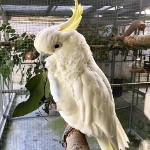 Sulphur-crested Cockatoo for sale