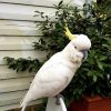 Sulphur-crested Cockatoo