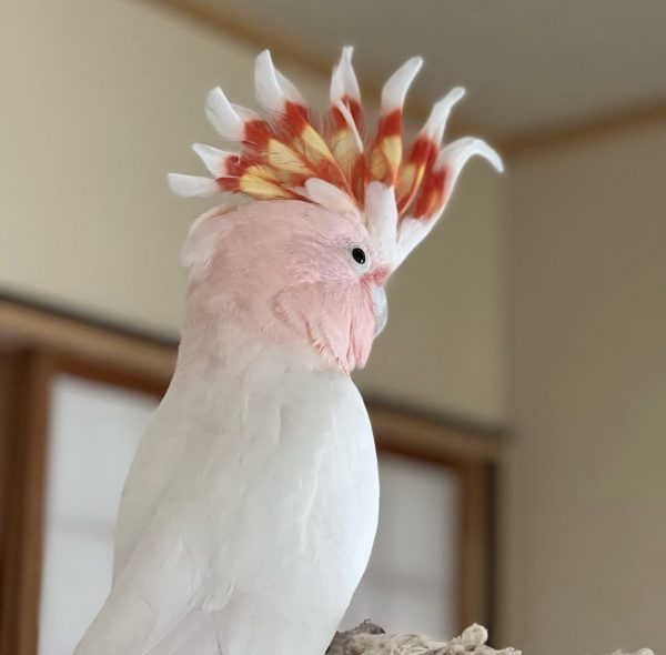 Major Mitchell's Cockatoo for Sale