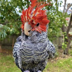 Gang-Gang cockatoo for Sale