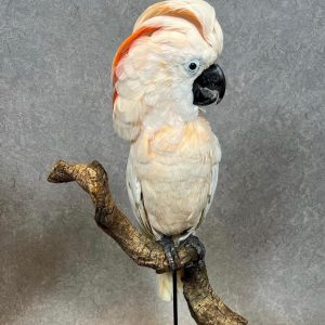 Moluccan Cockatoo for sale