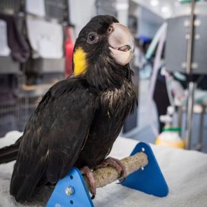 Yellow-Tailed Black Cockatoo for Sale