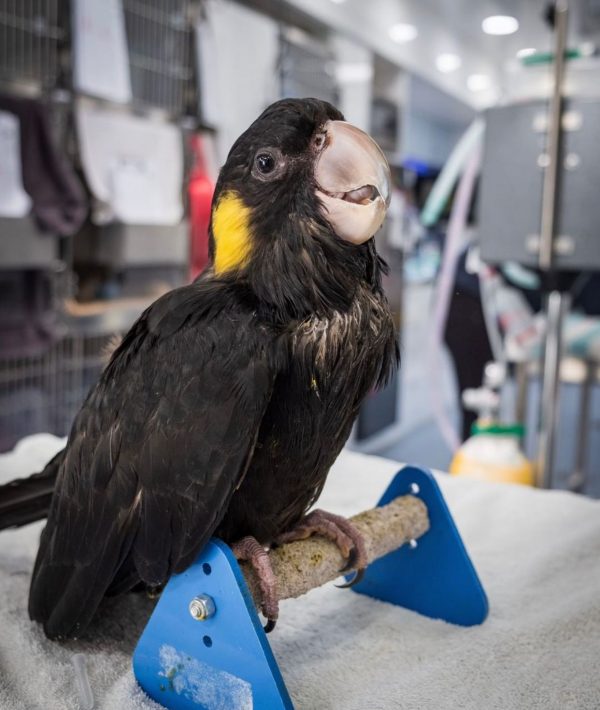 Yellow-Tailed Black Cockatoo for Sale