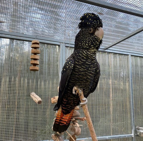 Red-Tailed Black Cockatoo for Sale
