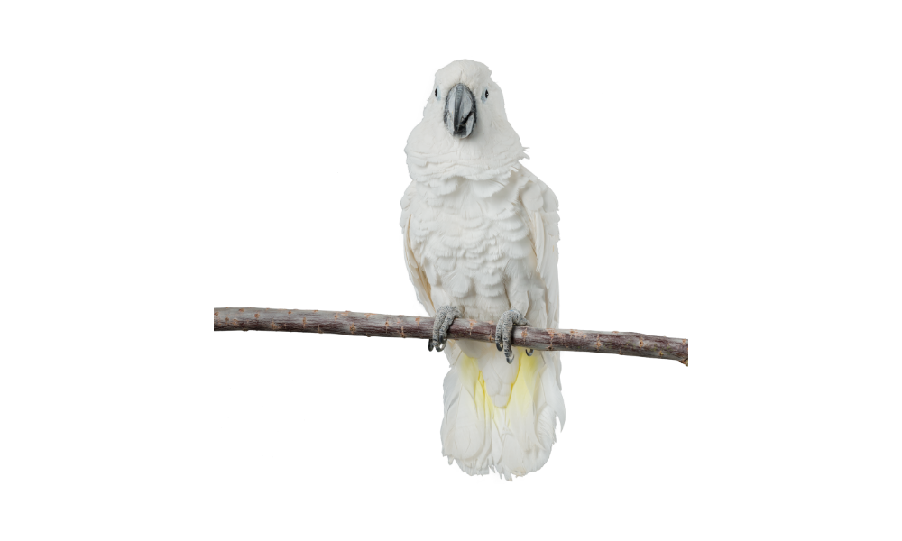 talking ability of gang gang cockatoo